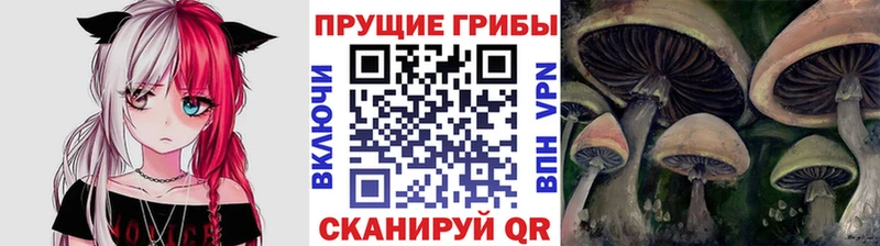 Галлюциногенные грибы Cubensis  купить закладку  Котельники 